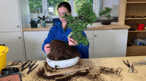 Bonsai Tree Repotting - 18 year old flowering Fukien Tea Tree