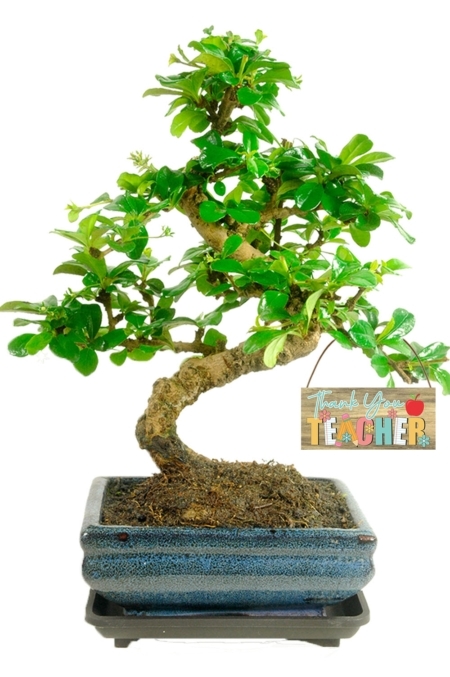 Teacher gifts - Flowering indoor Fukien Tea Tree bonsai for sale UK