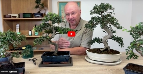 How to care for a Chinese Elm Bonsai tree