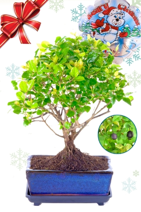 Woodland-style fruiting Chinese Sweet Plum Christmas bonsai gift for sale UK