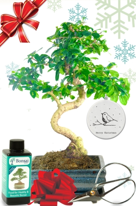 Flowering Fukien Tea Tree Christmas gift