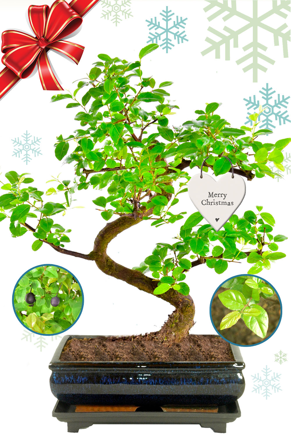 Unique Christmas Gifts - Fruiting Indoor bonsai tree for sale for beginners