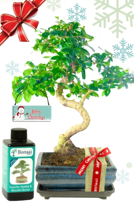 Lovely flowering Fukien Tea Tree Christmas gift set