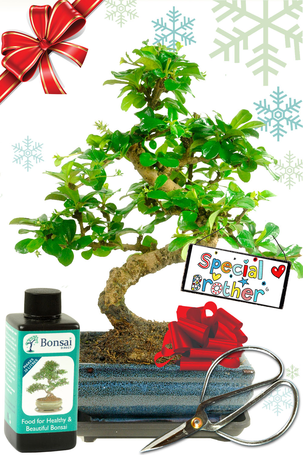 Flowering Fukien Tea Tree Christmas gift set for your brother for sale UK