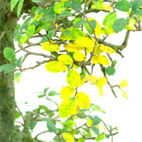 Spindly yellow shoots on a bonsai