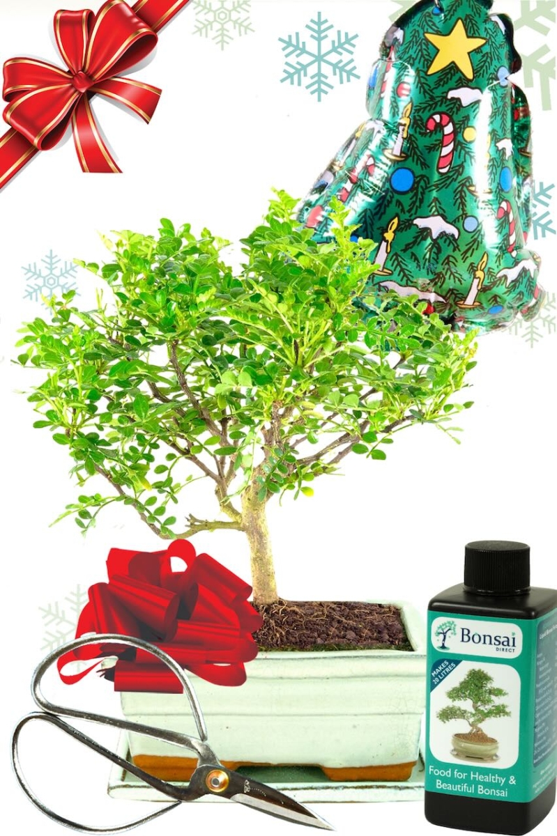 Fragrant Mini Bonsai Christmas Starter Kit