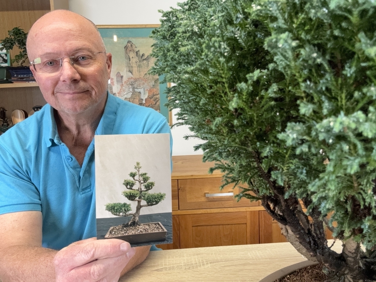 Lloyd's Lawston Cypress - Throwback