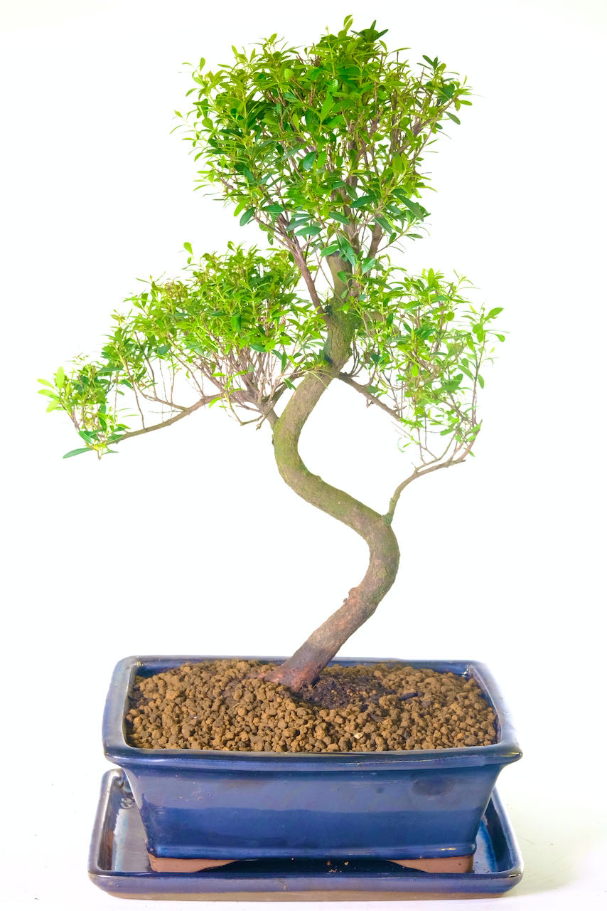 Tall & Refined - Fruiting & flowering Roseapple Myrtle bonsai with sensational styling & expert shaping.
