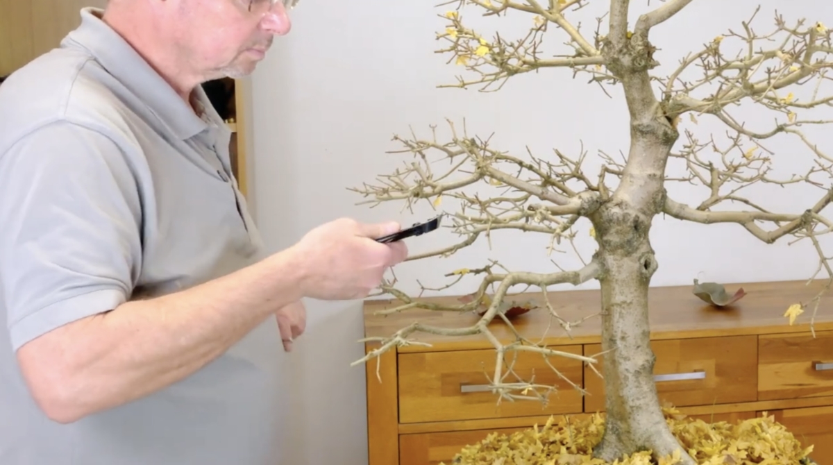 Maple bonsai pruning | Advanced techniques with Lloyd Noall
