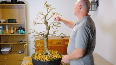 Very large English maple bonsai tree