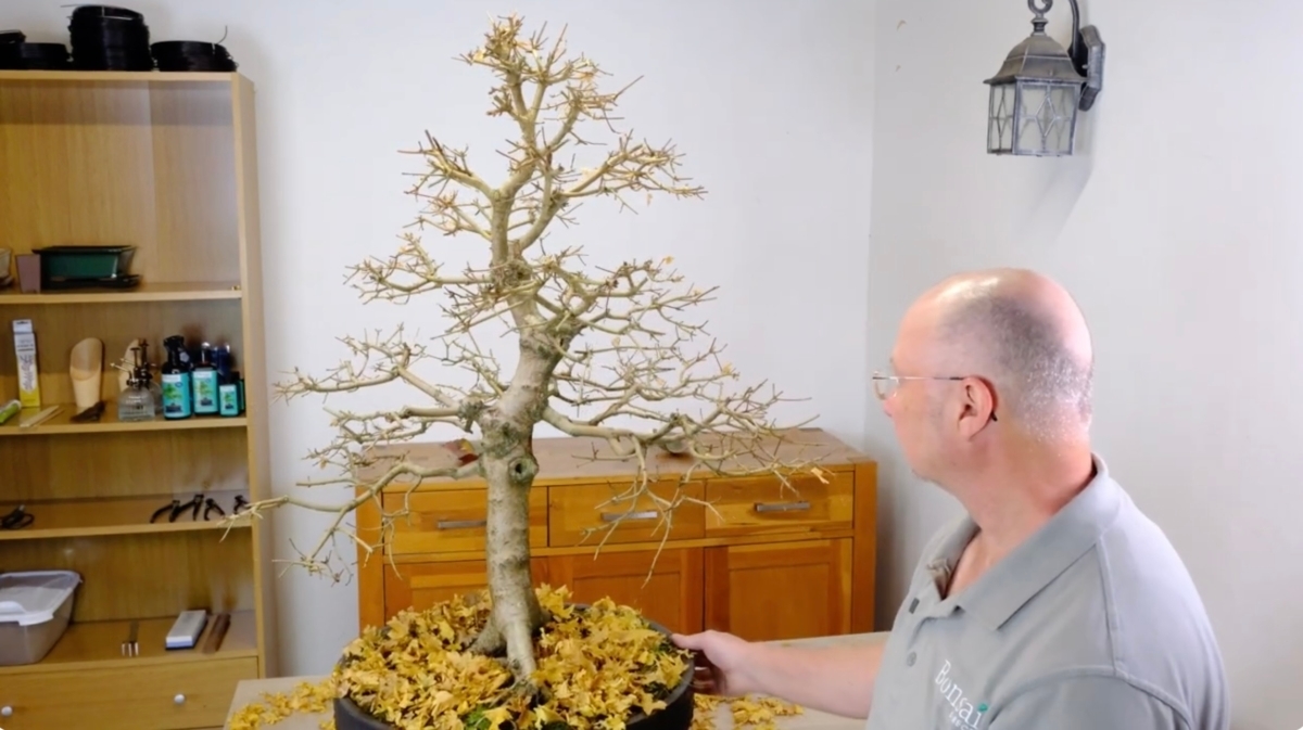 A Large 40 year old Specimen Hardy English Acer Bonsai Tree