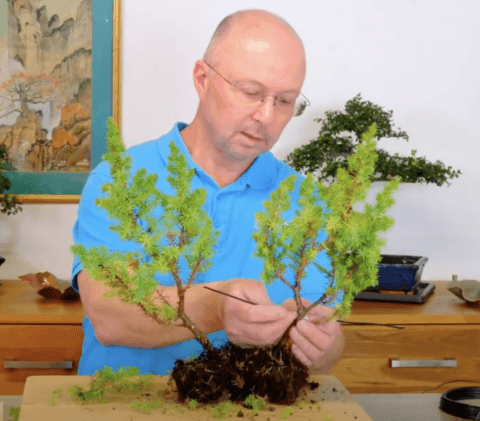 Styling a Christmas Bonsai Tree - pruning, wiring and potting