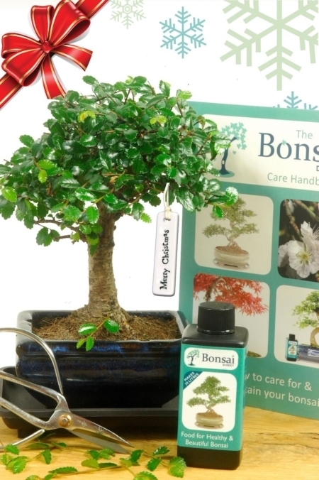Dwarf bonsai tree starter kit | The perfect Christmas gift idea