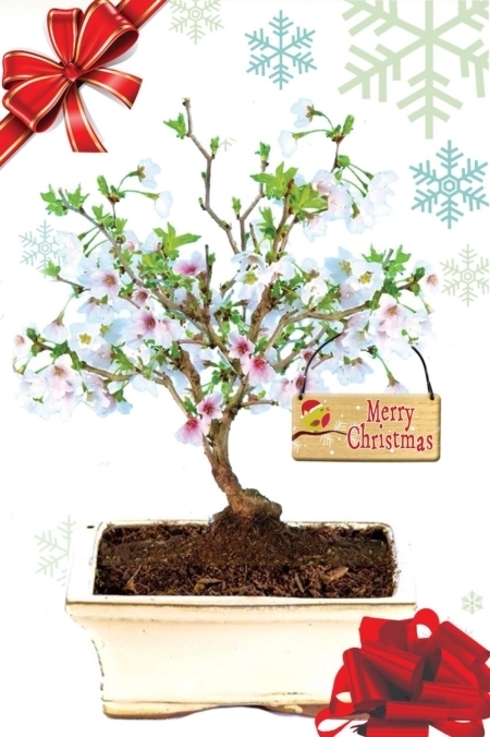 Flowering Cherry Blossom deciduous outdoor bonsai - Lovely Christmas gift for sale UK