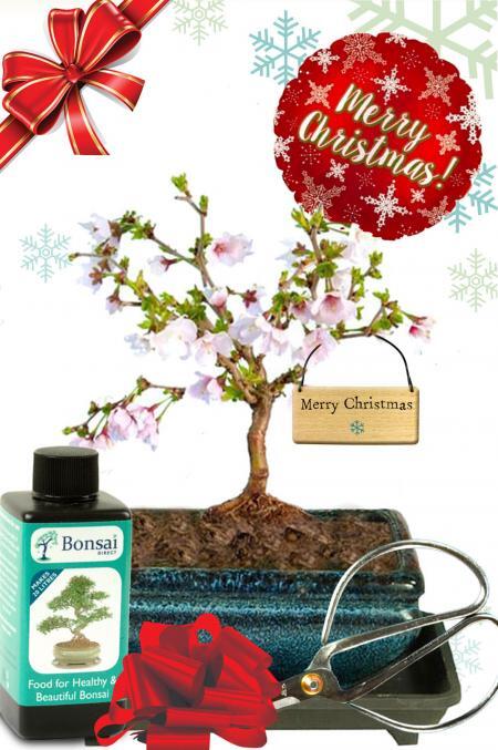 Cherry Blossom (Prunus incisa ‘Kojo-no-mai’) Bonsai Tree Christmas Starter Kit