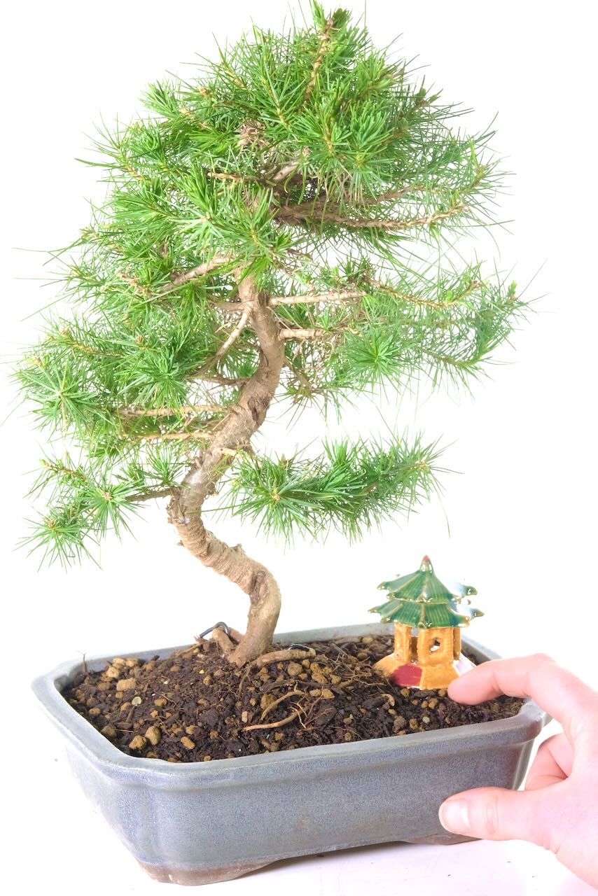 Aleppo pine bonsai tree | Evergreen with pretty needles