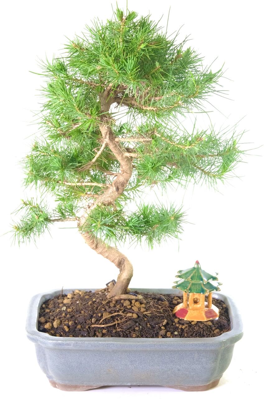 A stunning hardy pine bonsai tree in soft grey ceramic pot with glazed temple