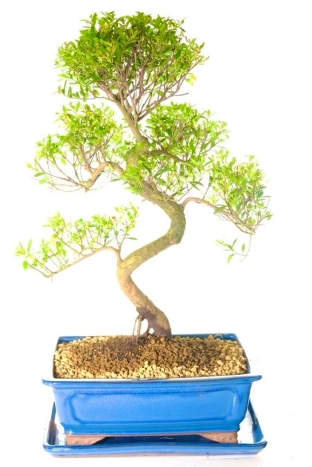 Highly refined & incredibly shaped fruiting & flowering Roseapple Myrtle bonsai tree for sale UK