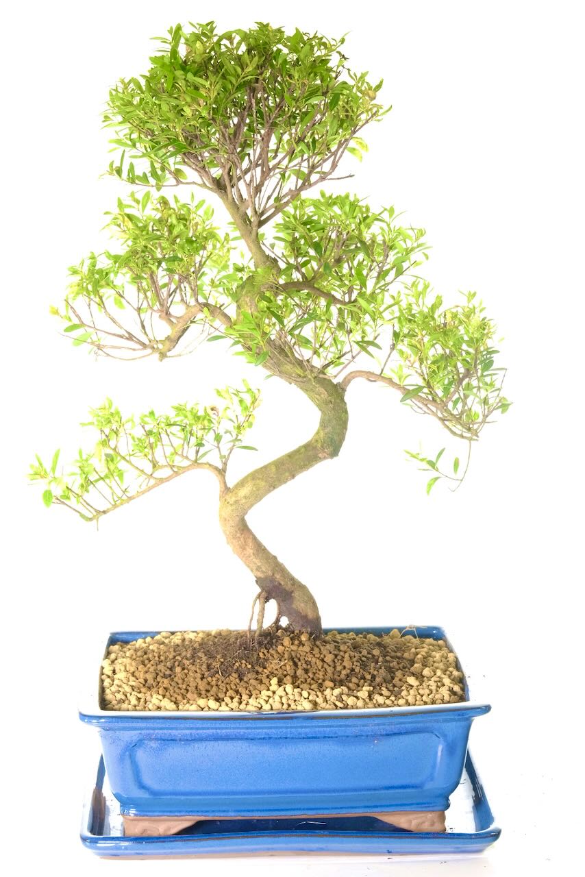 Highly refined & incredibly shaped fruiting & flowering Roseapple Myrtle bonsai tree for sale UK