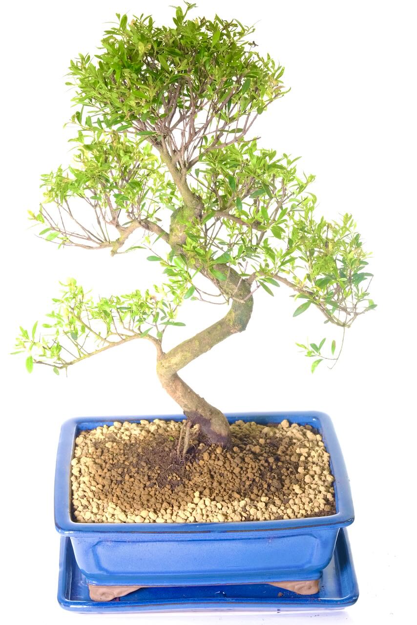 Phenomenal structure with vibrant leaves, summer colours and white flowers followed by autumnal cherry-like fruits