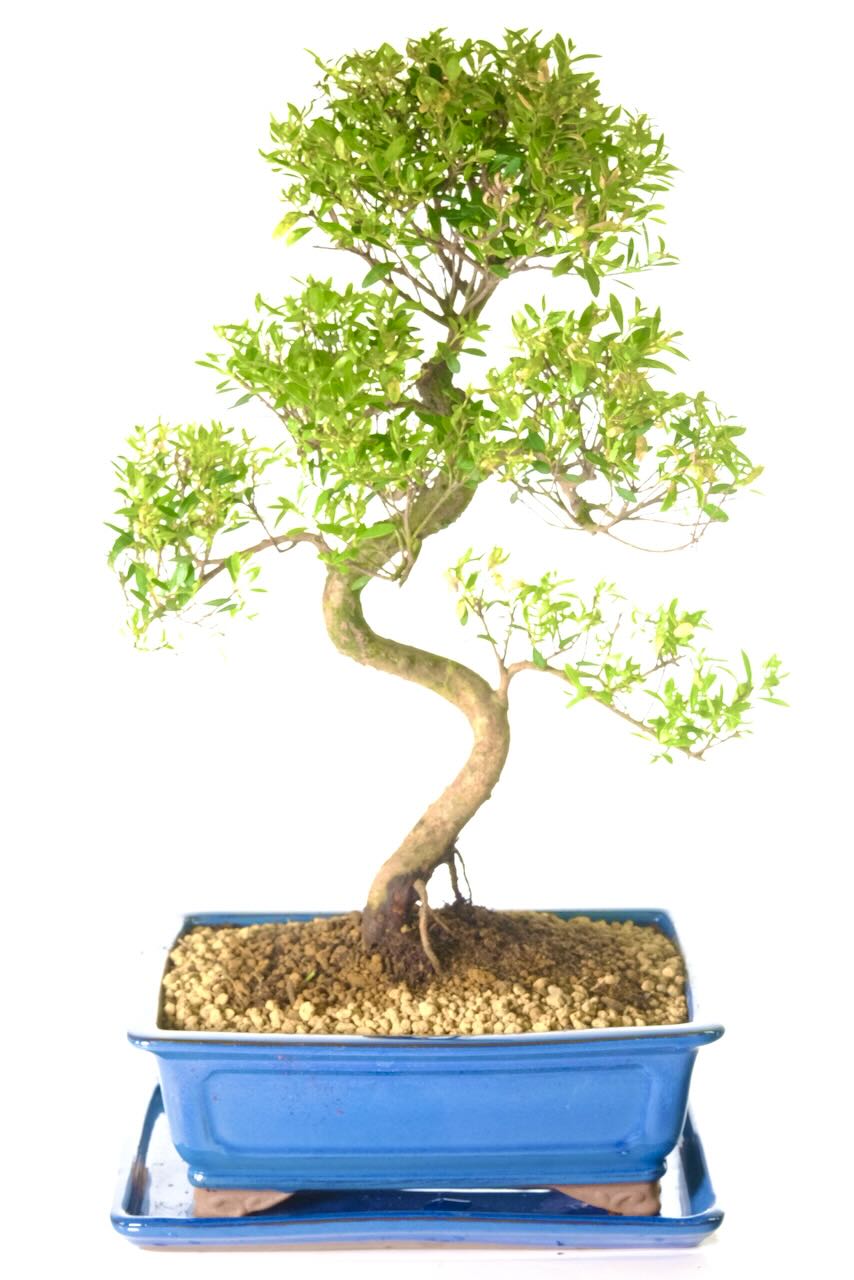 Comes potted in a denim blue ceramic pot with matching drip tray and FREE UK delivery