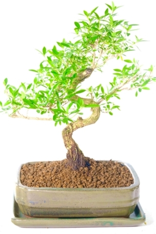 14 Year-Old Serissa foetida Bonsai: Exquisite, Unique, and Characterful | FLOWERING BONSAI