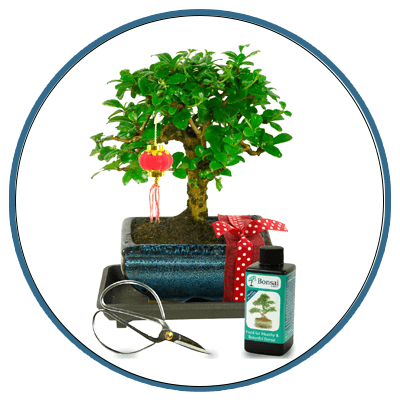 Lunar New Year Bonsai tree Gifts