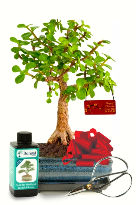 Money Tree Chinese New Year Bonsai Tree for sale