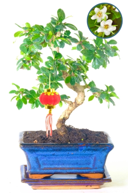 Flowering Fukien Tea Tree Chinese New Year bonsai tree for sale UK