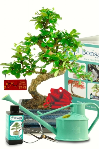 Flowering Chinese New Year Fukien Tea Tree bonsai kit for sale UK