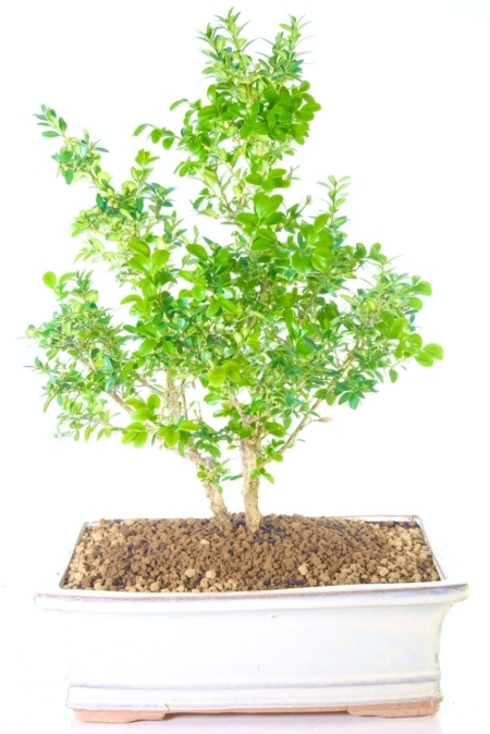 Large Boxwood Starter Bonsai - Evergreen Multi-Stemmed Starter Tree