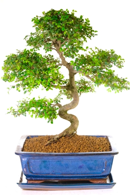 Statement Indoor Chinese Elm Bonsai with Dramatic Twisty Trunk | 27 year old