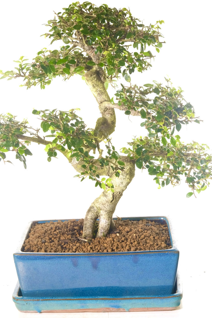 Astonishing 23-Year-Old Chinese Elm Bonsai Tree | A Large Bonsai with incredible movements, textures and colours!