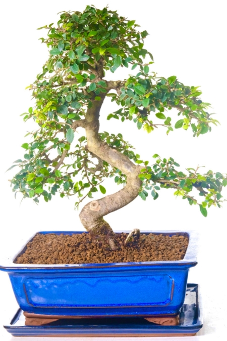 Phenomenal Chinese Elm Indoor Bonsai Tree | Elegant & Prestige