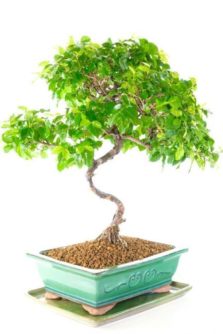 Sensational slender serpentine elegant trunk on this sageretia bonsai