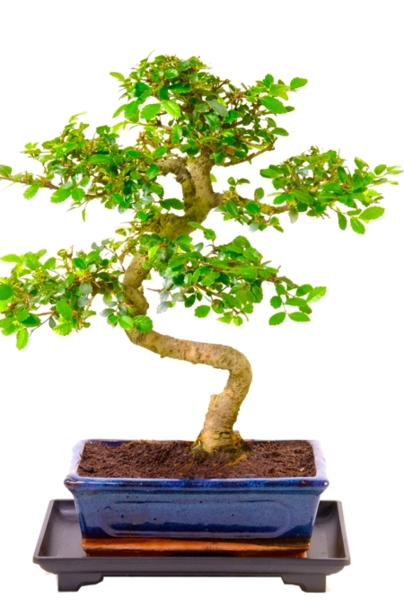 10 year old Chinese Elm bonsai tree for sale UK