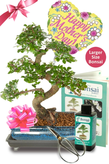 Comprehensive 12 Year Old Chinese Elm Mother's Day Bonsai Kit
