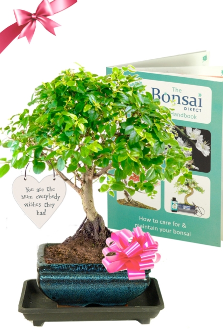 Woodland-style fruiting Chinese Sweet Plum bonsai tree for sale UK