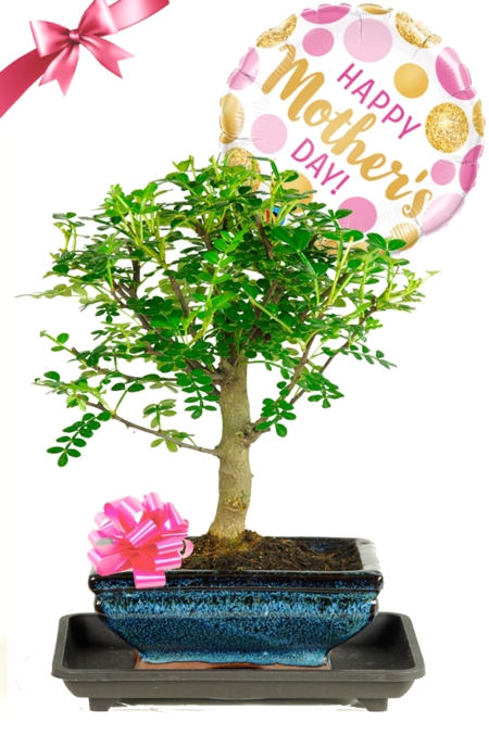 Zesty & fragrant aromatic Pepper bonsai tree for sale - Perfect gift for Mother's Day!