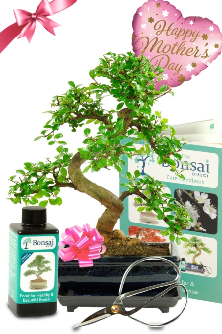 Complete Mother's Day Bonsai Set - Highly recommended.