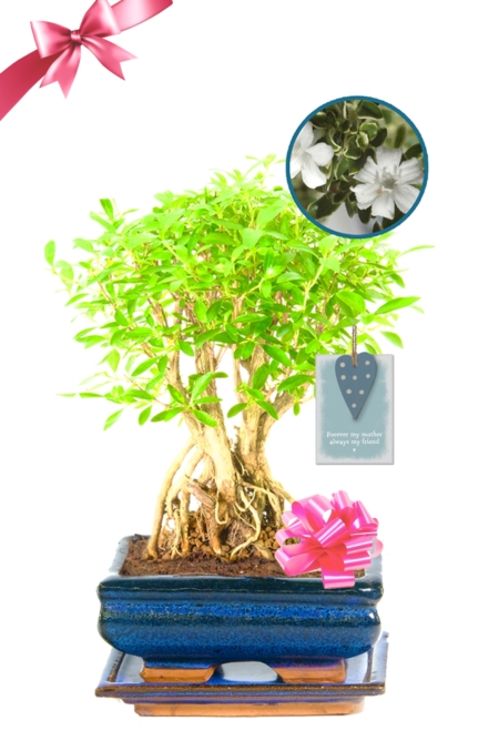 Flowering Bonsai Gifts For Your Mum - Serissa Foetida