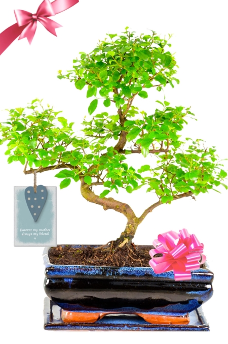Fruiting Indoor bonsai Tree | Happy Mothers Day Gift