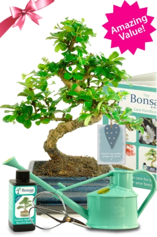 Flowering comprehensive Mothers day bonsai tree kit for sale with accessories - Good Mother's Day gifts!