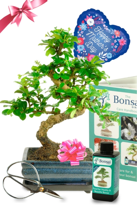With love on Mother's Day - Flowering Fukien Tea Tree