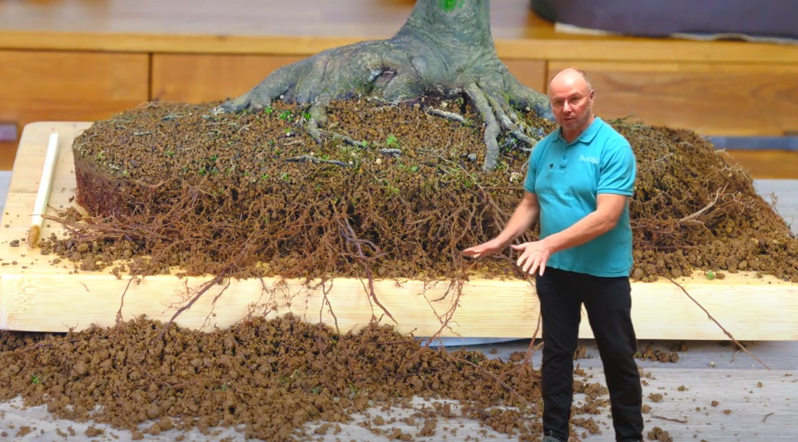 Lloyd shows us a close up of the fibrous roots whilst repotting bonsai trees