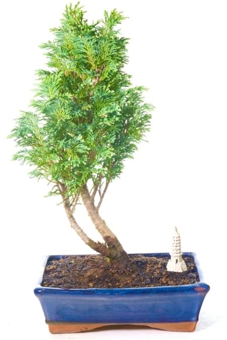 Excellently-designed Lawsons Cypress outdoor bonsai tree for sale UK