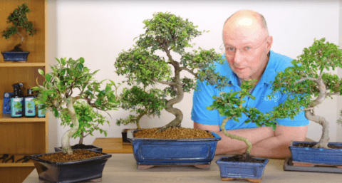 Indoor vs outdoor bonsai trees - what's the difference