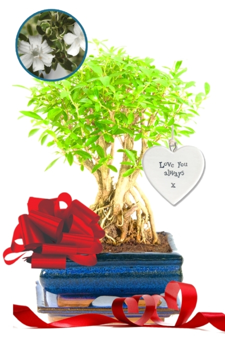 Flowering Tree of a Thousand Stars Valentine's Day bonsai tree for sale UK