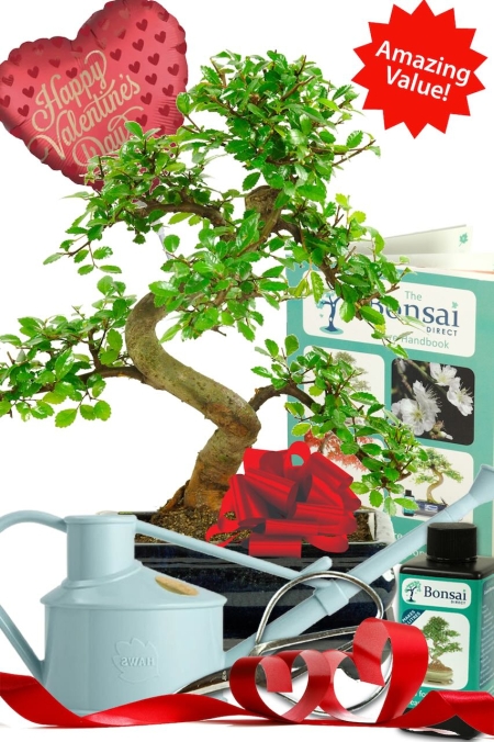 Comprehensive Valentine's Day bonsai starter kit! FREE delivery across the UK!
