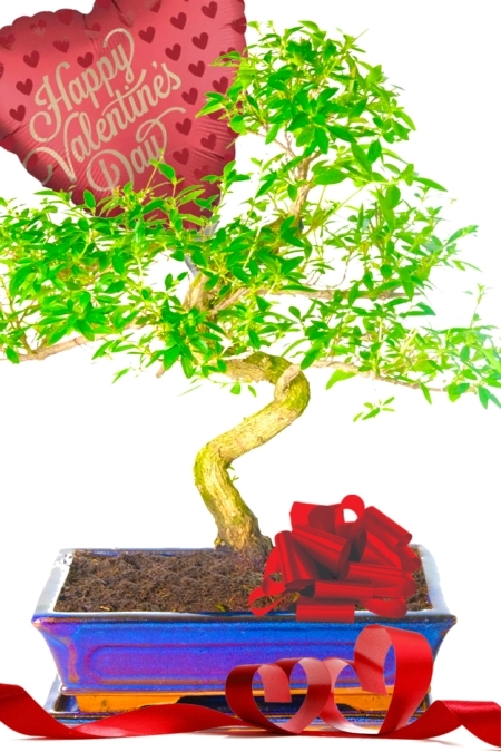 Flowering Tree of a Thousand Stars Valentine's Day bonsai gift!